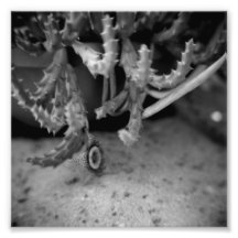 Série noire et blanche de photographie - cactus 10