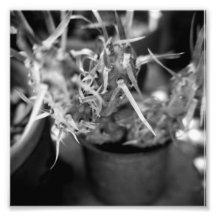 Série noire et blanche de photographie - cactus 12