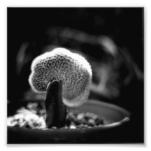 Série noire et blanche de photographie - cactus 12