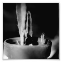 Série noire et blanche de photographie - cactus 13