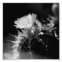 Série noire et blanche de photographie - cactus 14