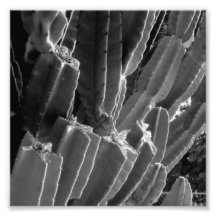 Série noire et blanche de photographie - cactus 1