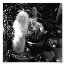 Série noire et blanche de photographie - cactus 3