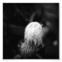 Série noire et blanche de photographie - cactus 4