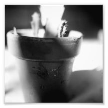 Série noire et blanche de photographie - cactus 5