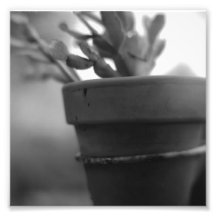 Série noire et blanche de photographie - cactus 6