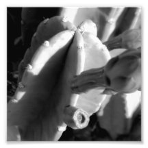 Série noire et blanche de photographie - cactus 6