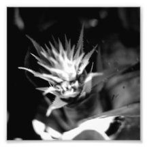 Série noire et blanche de photographie - cactus 7
