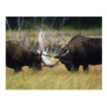 Série Sparring de faune d'orignaux # carte postale