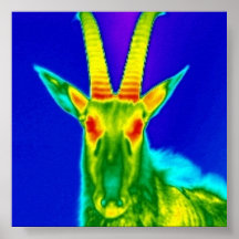 Serious Capricorn Posters