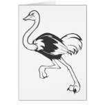 Serious Ostrich Bird in Black and White cards