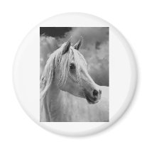 Serne Composition Fridge Magnets