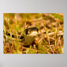 Serpent dans l'herbe affiche