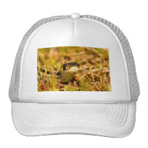 Serpent dans l'herbe casquettes