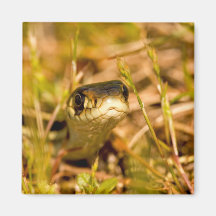 Serpent dans l'herbe magnets
