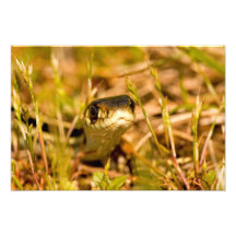Serpent dans l'herbe photos d’art