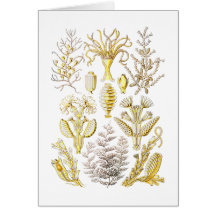 Sertulariae Card