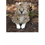 serval 003 t-shirts