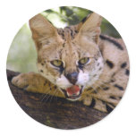 serval 013 stickers