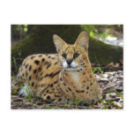 serval 015 postcards