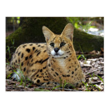 serval 015 postcards