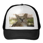 serval 017 hat