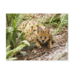 serval 019 postcards