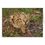 serval 044 cards