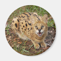 serval 044 refrigerator magnet