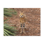 serval 046 postcards
