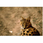 Serval cat photo sculptures