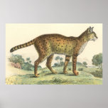 Serval posters