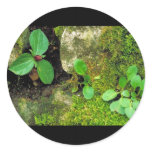 Sessile Trillium Stickers