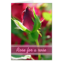 S'est levé pour un bourgeon de rose rouge de rose carte