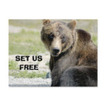 Set Us Free, Save the Bears Postcard