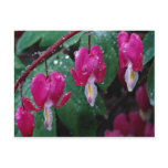 Several flowers of bleeding heart plant and water post cards