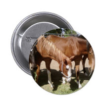 Several Horses Eating Button