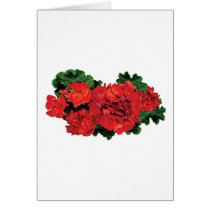 Several Red Geraniums