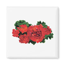 Several Red Geraniums
