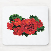 Several Red Geraniums