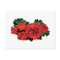 Several Red Geraniums