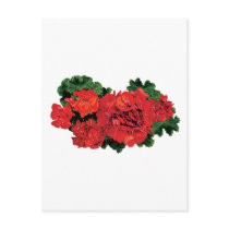 Several Red Geraniums
