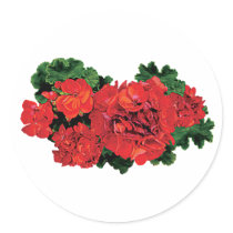 Several Red Geraniums