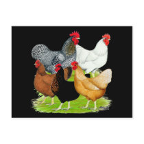 Sex-linked Chickens Quintet Post Cards