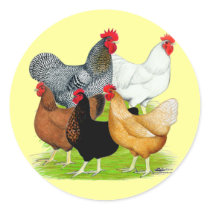 Sex-linked Chickens Quintet Round Stickers