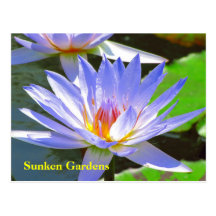 SG Blue water Lily #106N  0106 Post Card