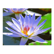 SG Blue water Lily #12N  012 Post Cards