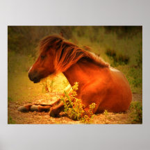 Shackleford Banks Pony #3 Poster