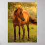 Shackleford Pony #2 Poster