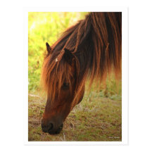 Shackleford Pony Post Card